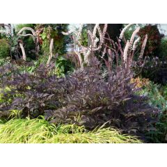 Pluskwica prosta 'Black Negligee'
